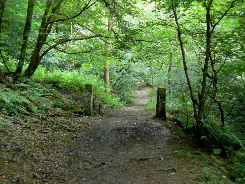 Halldale Wood Halldale Wood